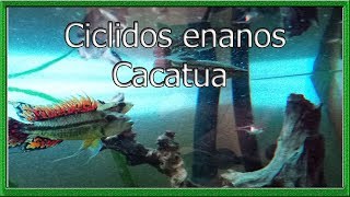 Cíclido enano cacatúa• Averiguando mas sobre el acuario 240L