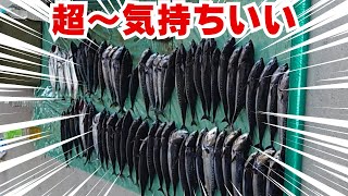 【釣り】過去最多の釣果でした！