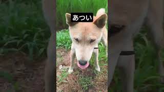 #王子＃柴犬#癒し#いぬ♯縄文柴犬#dog ♯田んぼの水#2024 .7.31