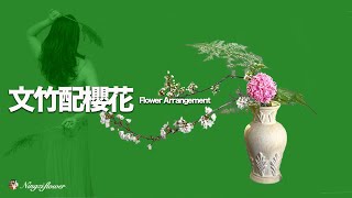 中式插花｜一枝樱花枝条横向伸展优美的线条做出平插式插花作品