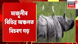 Majuli News | ৫ দিন ধৰি মাজুলীৰ বিভিন্ন অঞ্চলত বিচৰণ গড়