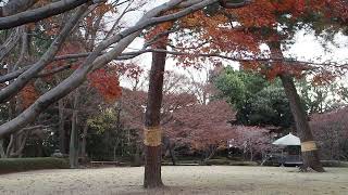 落ち葉が舞う　荻窪　大田黒公園　2024/12/27 a1