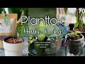 PLANTTOK TIPS & CARE (No.70) HOUSE PLANT HACKS #planttok #planttips #planttiktok #plantparent