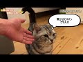 実は猫が尊敬する人にしか見せない行動