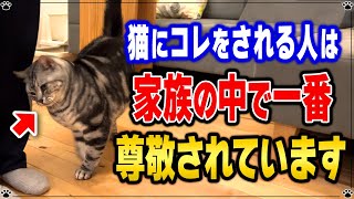 実は猫が尊敬する人にしか見せない行動 \