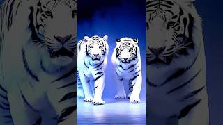 Two Giant White Tigers on Stage! #americagottalent #agt #magic #talent #shorts