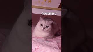 【大圆子】关于我睡过头没有及时添猫粮，我家猫就这样静静看了我三个小时这件事……