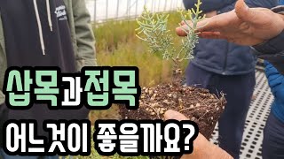 측백과 접목묘가 좋다 나쁘다 논란이 많은데... 조경수의신 이주일님의 현장직강 #썰프레아#블루헤븐#이주일