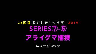 36匹目のアライグマ36匹目のアライグマ捕獲 2019