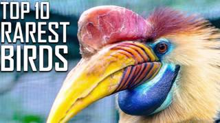 Top 10 Rarest Birds