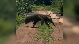 කූඹි කන්නා කියන්නෙ මෙයාද? 😳 | Anteater | බලන්න මීට කලින් මෙයාව  දැකල තියෙනවද කියල