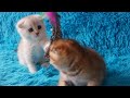 scottish fold boys golden and silver shaded