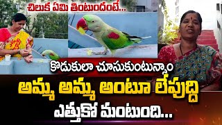 Talking Parrot | Mother Vanaja Interview | Parrot Calling AMMA AMMA | Siddipet Latest News