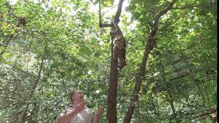 Clouded Leopard. Amazing Climbing Skills. 4K