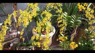 🌞ORQUIDEA ONCIDIUM(FLOR DE MAYO)🌞/ORQUIDEA TERRESTRE EPIDENDRUM AMARILLO/DENDROBIUM APHYLLUM/UPDATE