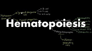 Hematopoiesis Overview