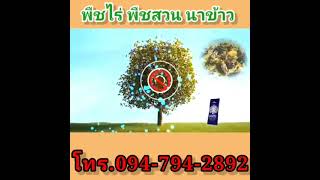 4tree (โฟร์ทรี) สารเสริมประสิทธิภาพพืช โทร.094-794-2892