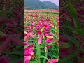 一朵相似的花 flowers 农村风景