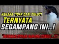 3 HAL YANG WAJIB DIMILIKI OLEH CENDET AGAR MUDAH GACOR‼️