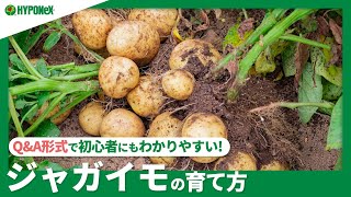 ☘62：ジャガイモの育て方｜春植えと秋植えの違いは？大きく育てる方法は？芽出し、芽かき、土寄せなどもご紹介【PlantiaQ\u0026A】植物の情報、育て方をQ\u0026A形式でご紹介