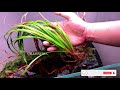 planted tank tutorial tips u0026 tricks for aquarium setup 50 cm crystal clear tank