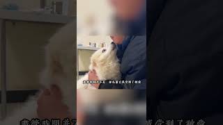 腫瘤破潰的薩摩耶，被主人無情賣去狗肉館，被救48天后情况如何？ #animals #流浪狗 #动物救助 #毛孩子