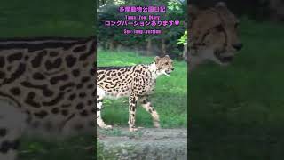 多摩動物公園日記【チーターCheetah】Tama Zoo Diary2022年12月4日作成版#shorts