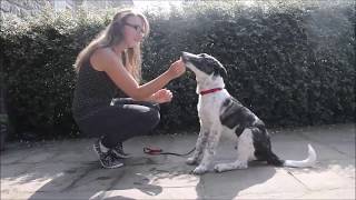 Apprendre le "Assis" à un chien Aveugle