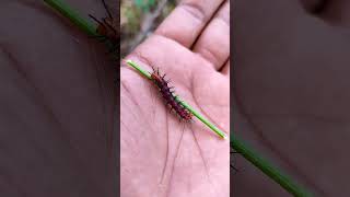 SUPER cute insects#anyuniqueanimals#animals #insects#bug#caterpillar#mantis