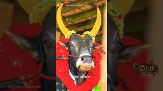 டெல்லி எல்லாம் தேடி தேடி உன்னை கண்டேனே👑❤️..காளையின் காதலன்😍..#jallikattu..#trending..#shortsfeed