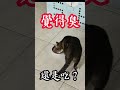 【六貓日常】 襪子 ~ 真有那麼臭嗎？