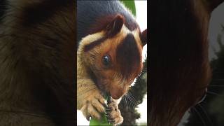 Indian Giant squirrel  മലയണ്ണാൻ