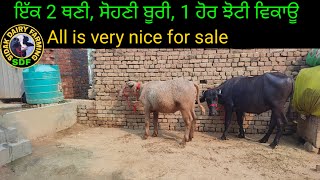 Three Heifers for sale, ਇੱਕ ਬੂਰੀ, ਇੱਕ 2 ਥਣੀ, ਅਤੇ ਇੱਕ ਮੁਰਾਹ ਝੋਟੀ ਵਿਕਾਊ