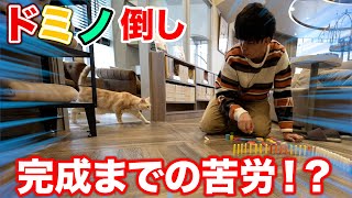 猫カフェでのドミノ完成までの苦労の道のりはこちら！！