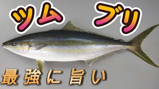 釣れたら嬉し時期限定！ツムブリ　ハマチと似てるけど違うよねぇ～