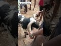 பக்ரீத்கிடா திருமங்கலம் ஆடு சந்தை viral trend tamil shortsfeed goatfarm trendingshorts