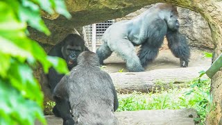 You can count on Dad, the caring silverback💯ハオコはやっぱり頼れるシルバーバック  UENO ZOO｜上野動物園｜S1E097