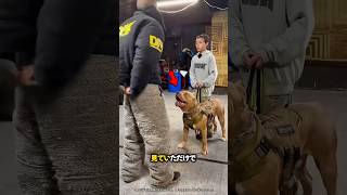 軍の犬は彼のスキルを披露 😮（説明）