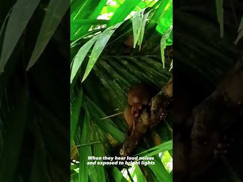 How would you describe a tarsier?
