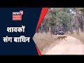 शावकों संग बाघिन | News18 MP Chhattisgarh #Shorts