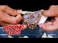 Ripping Snake Eggs! Let’s see If This Works!