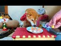 【犬猫正月アテレコ】寿司と柴犬＆コーギー悲しみの早食い
