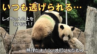 5/15シャオシャオ無念…レイレイを負かそうとしても体重差であっさり逃げられる…giantpanda @tokyo 上野動物園