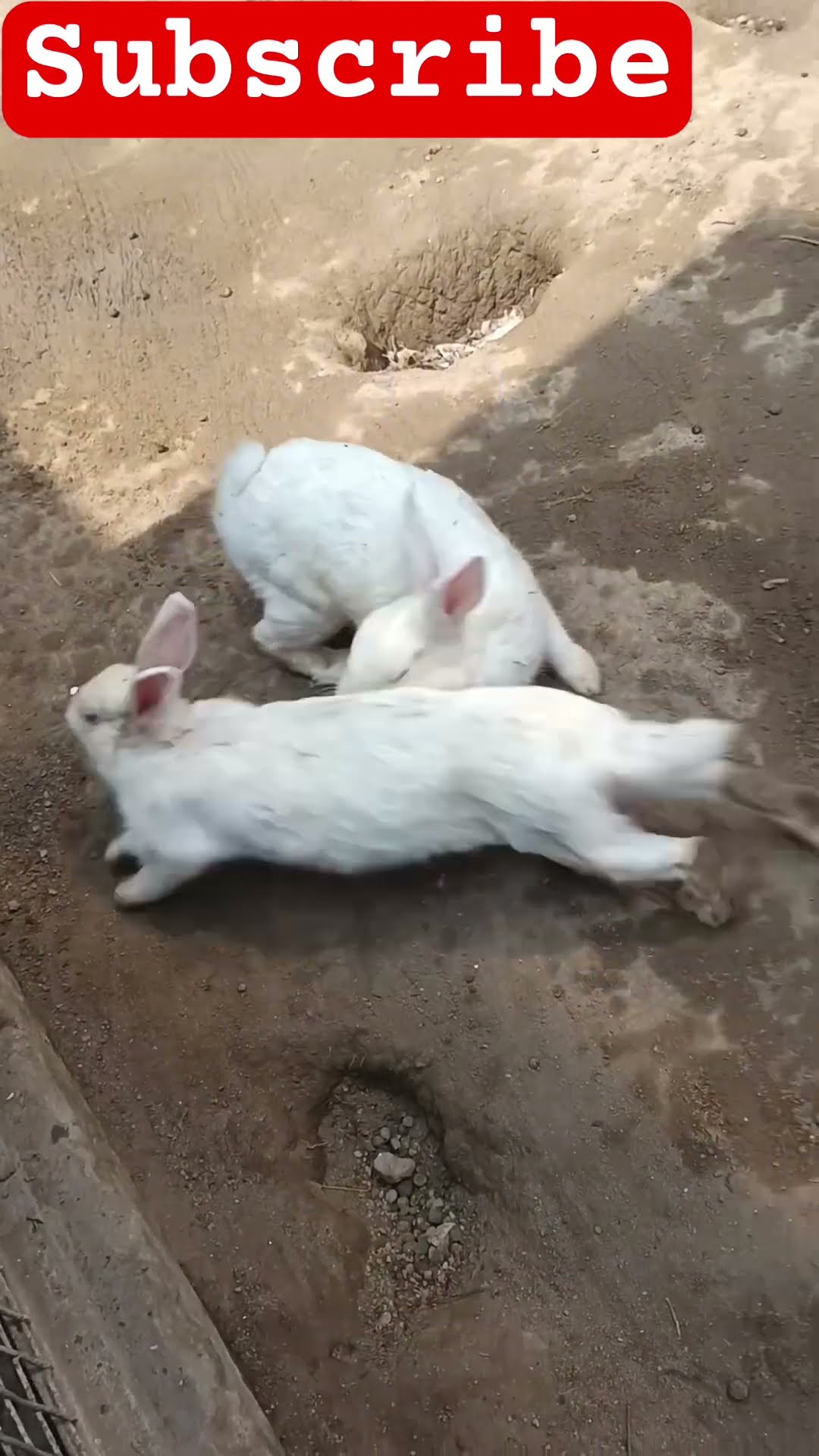 Rabbit Shorts Videos Youtube