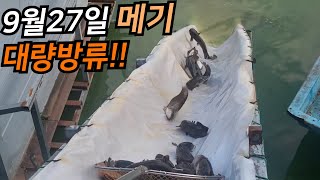 메기도 이정도는 돼야지 9월 27일 금요일 메기 대량방류!!