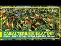 JENIS CABAI PALING DICARI ‼ BUAH LEBAT, TEBAL DAN TAHAN PENYAKIT