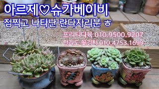 23.10.19.아르제♡슈가베이비 식재해요.두다육이 색깔이 너무이쁜 다육이죠~♡