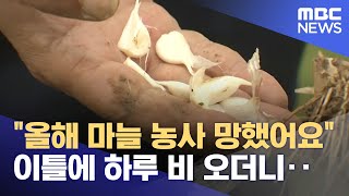 잦은 비에 '벌마늘' 피해 심각 (2024.04.29/뉴스데스크/제주MBC)