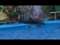 delfinarium yerevanum hd