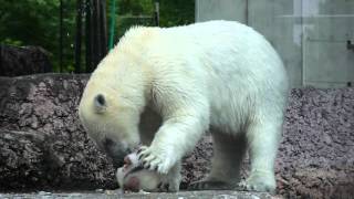 ホッキョクグマのポロロに氷のプレゼント(とくしま動物園)